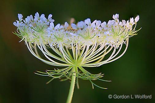 Queen Anne's Lace_25319-21.jpg - Daucus carota (a.k.a. wild carrot) photographed at Smiths Falls, Ontario, Canada.